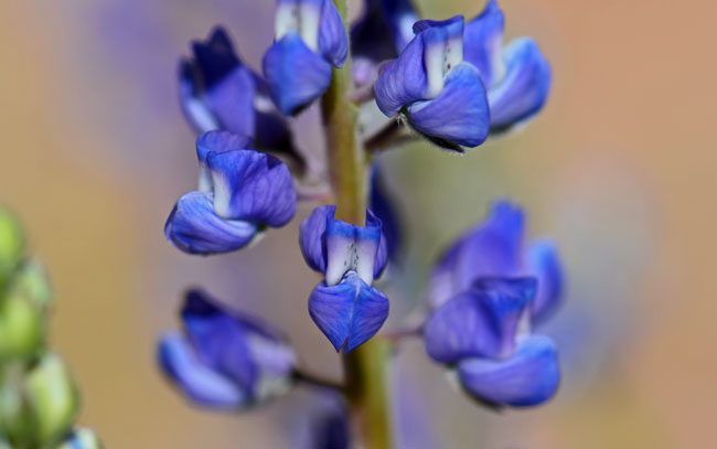 Lupinus arizonicus, Arizona Lupine, Southwest Desert Flora